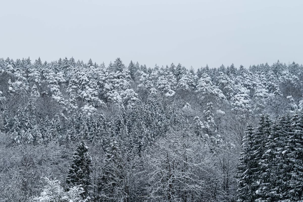 nature_0002.jpeg