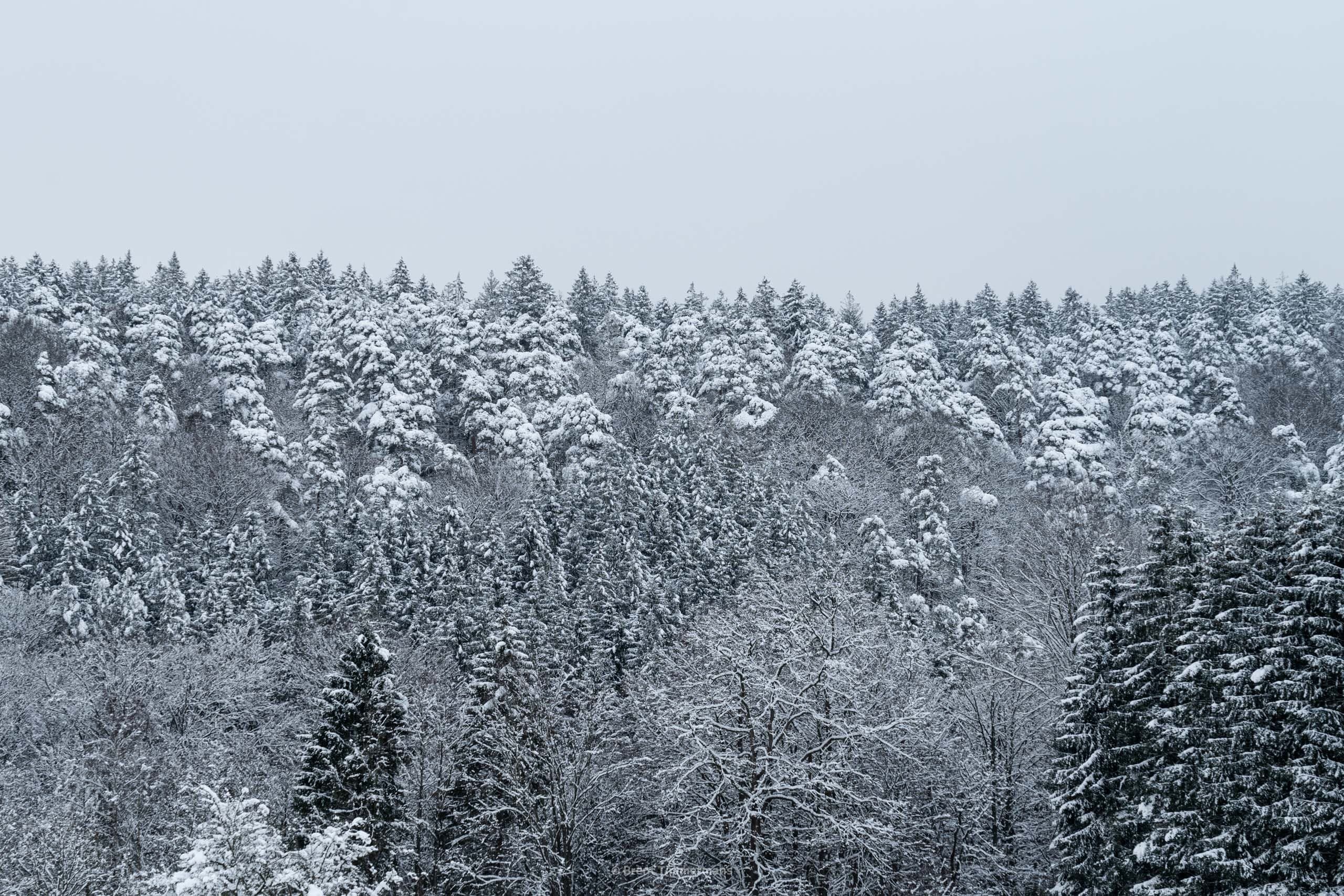 nature_0002.jpeg