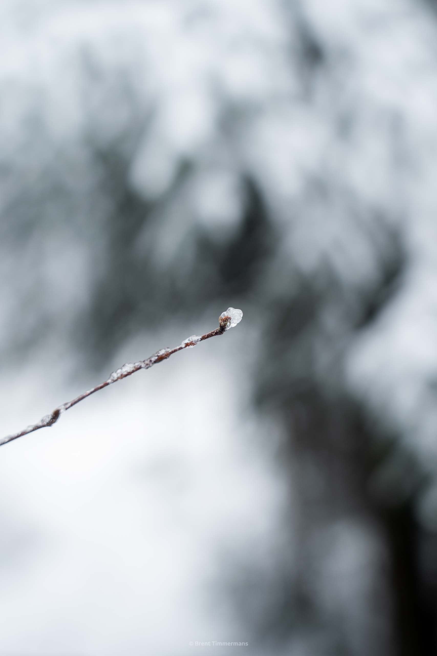 nature_0003.jpeg