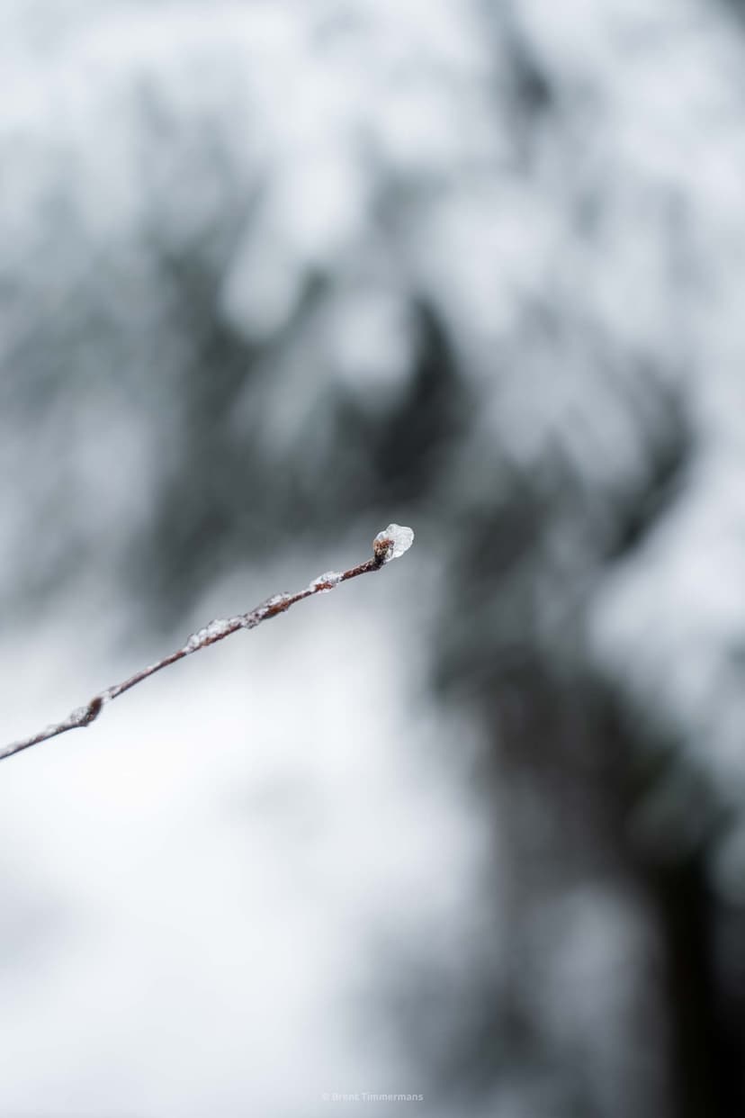nature_0003.jpeg