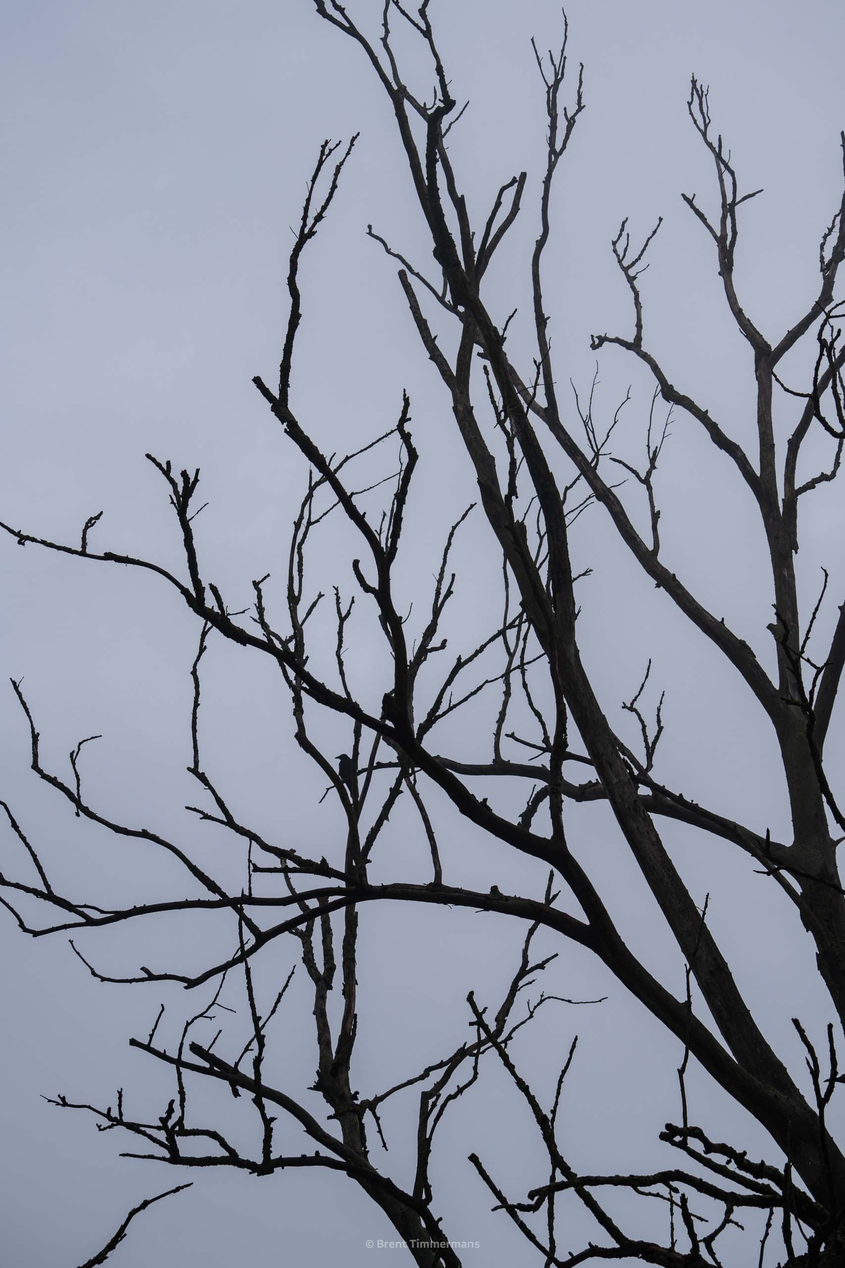 nature_0028.jpeg