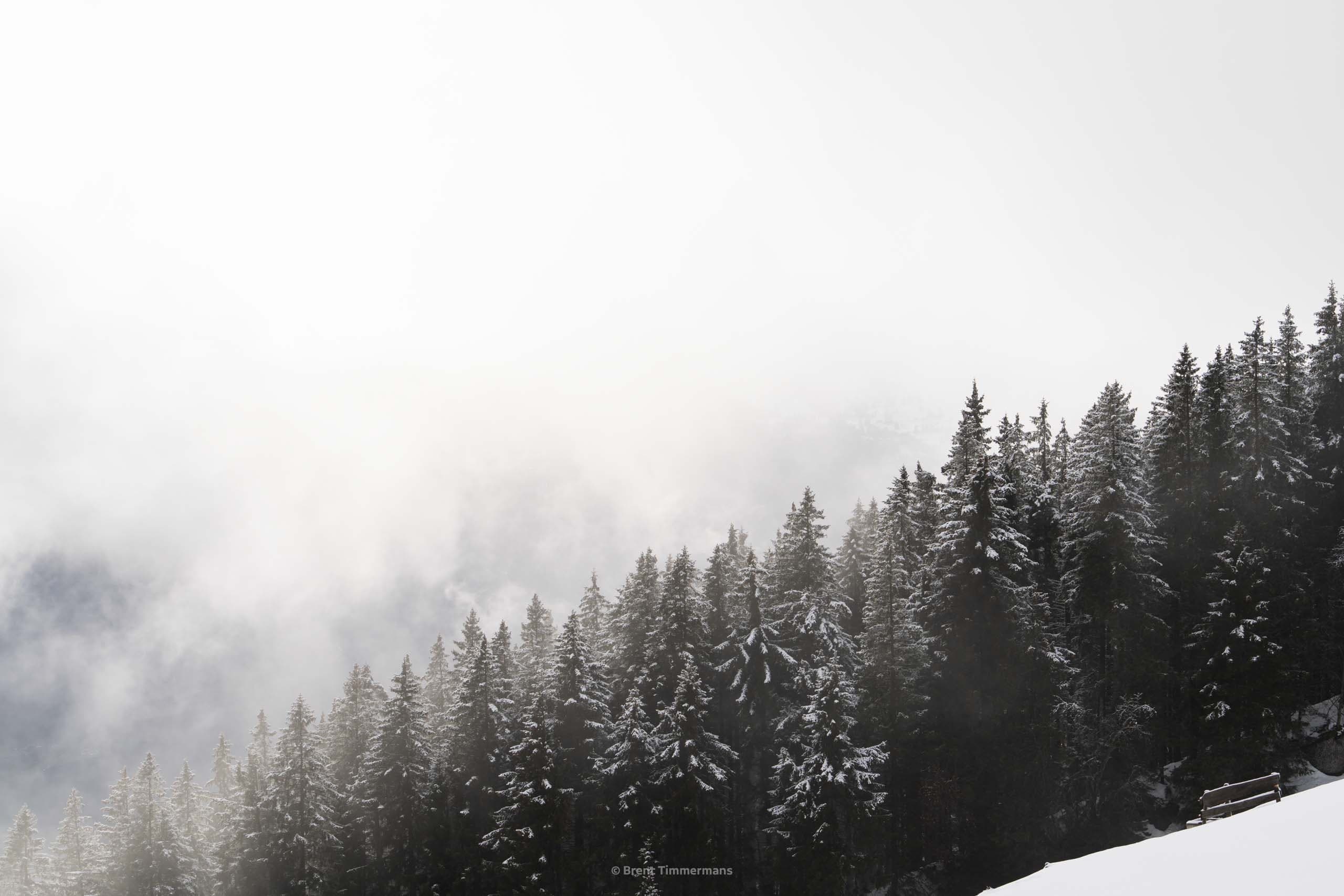 nature_0078.jpeg