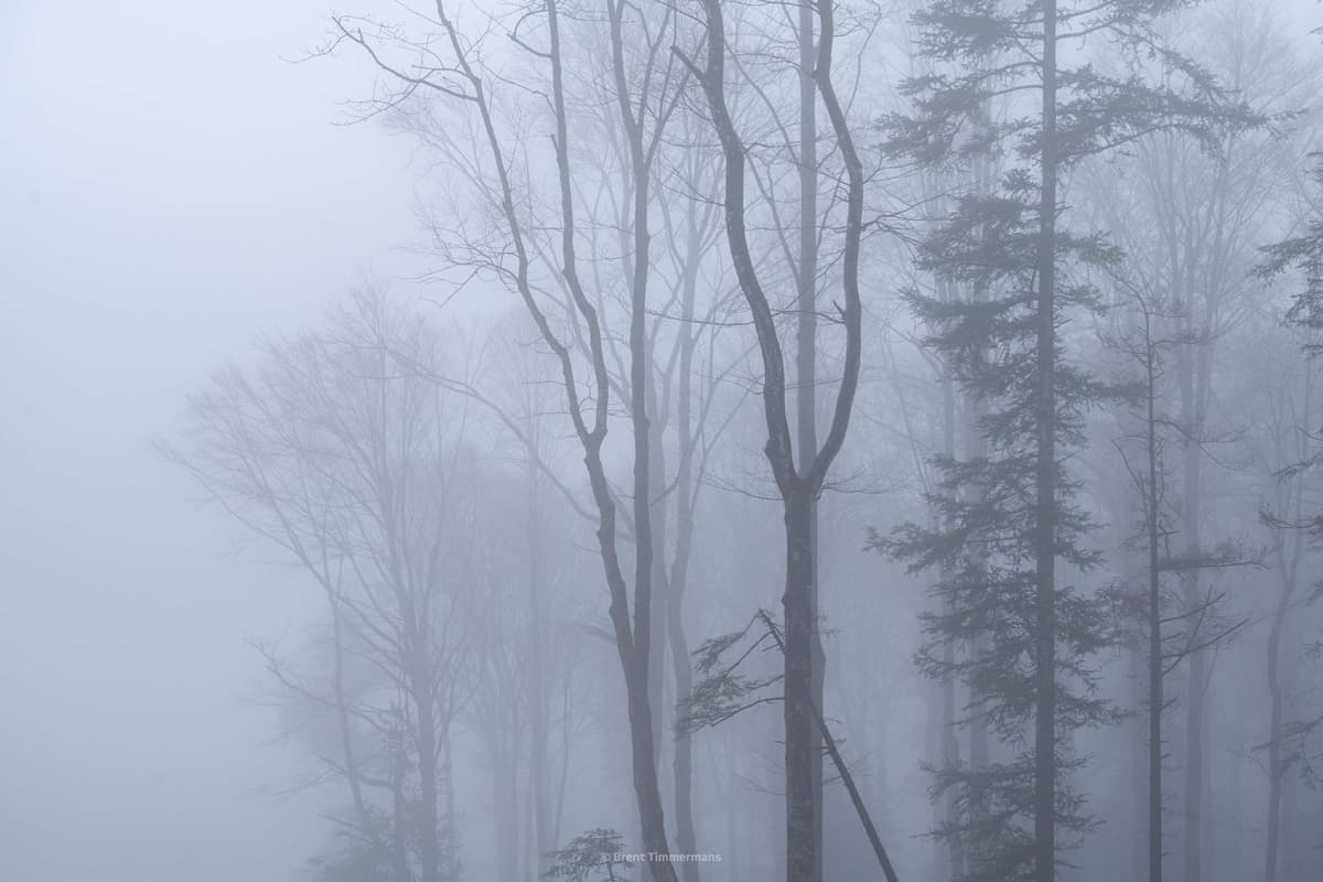 nature_0087.jpeg