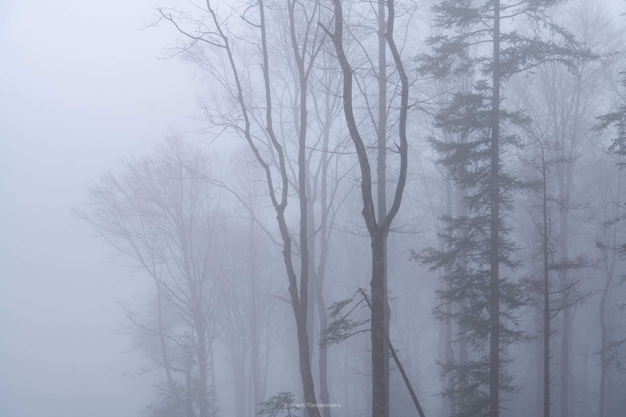 nature_0087.jpeg